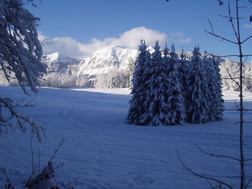 Winter Trees