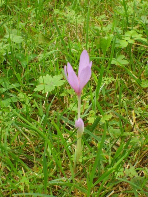 Flora in the Italian Alps