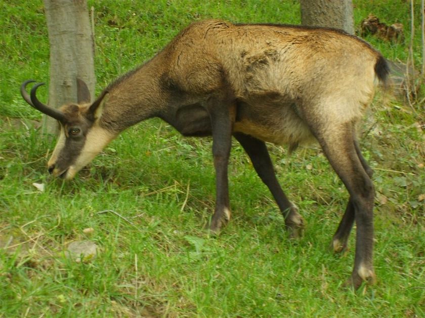 Deer in the Parco Nationale